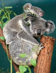 A mother and baby koala are seen Sept. 23 at the Sydney Wildlife World in Sydney, Australia. A study on koalas has found an unexpected consequence of habitat loss is a latent disease called chlamydiosis that can cause blindness, infertility and death in 50 to 90 percent of the creatures.