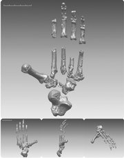 This digitally rendered composite image from the journal Science shows the foot of the “Ardi” skeleton.