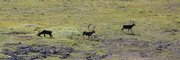 This Aug. 12 photo shows the Porcupine River Tundra in the Yukon Territories, Canada. People have hunted caribou since the Stone Age on the endlessly rolling terrain of northwest Canada, but the vast herds are growing thin.