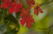 Maple leaves turn orange, yellow or red in the fall. Their color should be in full display for the Baldwin Maple Leaf Festival next weekend.