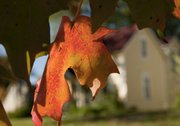 Maple leaves turn orange, yellow or red in the fall. Their color should be in full display for the Baldwin Maple Leaf Festival next weekend.