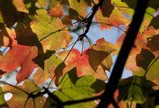 Maple leaves turn orange, yellow or red in the fall. Their color should be in full display for the Baldwin Maple Leaf Festival next weekend.