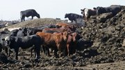 Cattle stand around a huge pile of manure as a pen is cleaned out Aug. 28 at the JBS feed lot west of Greeley in Kersey, Colo. JBS, which runs two of the largest feed yards and the local slaughterhouse, is testing a new technology that heats the cattle excrement and turns it into energy.