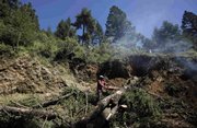 A man cuts down a tree last week in the monarch butterfly reserve near Ocampo, Mexico. After decades of trying to stop logging in Mexico’s monarch butterfly reserve, biologists and park workers are having to cut down thousands of fir trees themselves, to combat an unprecedented infestation of bark beetles they say may have been unleashed by climate change.