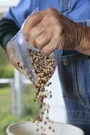 Harry Cook, who has been raising popcorn for 25 years, weighs some kernels to prepare them for market.
