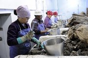Workers shuck oysters Monday at P&J Oysters in New Orleans. Federal officials plan to ban sales of raw oysters harvested from the Gulf of Mexico unless the shellfish are treated to destroy potentially deadly bacteria — a requirement that restaurants say could deprive diners of a delicacy cherished for generations.