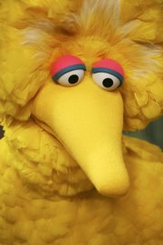 Big Bird tapes an episode of “Sesame Street” in New York in this April 10, 2008, file photo. Big Bird, who has appeared on “Sesame Street” since the beginning, is turning 40 but remains a 6-year-old.