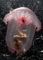 a transparent sea cucumber, creeping forward on its many tentacles while sweeping detritus-rich sediment into its mouth, is one of thousands of new deep-sea creatures recently discovered.