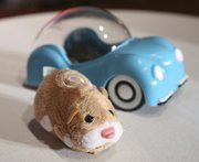 A hamster from Zhu Zhu Pets, by Cepia, is shown Oct. 1 at the Time to Play Holiday 2009 Most Wanted List event in New York. Zhu Zhu Pets, which retail for $8, are this year’s bona fide must-have toy.