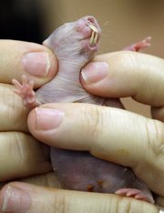 Professor Rochelle Buffenstein holds a naked mole rat Oct. 21 at the Barshop Institute at the UT Health Science Center in San Antonio. More research laboratories are turning to naked mole rats, which can live up to 30 years and offer insights into human health. Although hairless and nearly blind, they’re being used to study everything from aging to cancer to strokes.