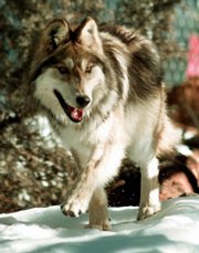 A Mexican gray wolf moves through his new home, a third of an acre pen, after being released from a cage in Hannagan Meadows, Ariz., in this Jan. 26, 1998, file photo.