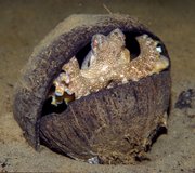 A veined octopus hides in an coconut shell Thursday in this photo taken near Indonesia and released by Museum Victoria. Australian scientists have filmed the octopus collecting coconut shells for shelter, unusually sophisticated behavior that the researchers believe is the first evidence of tool use in an invertebrate animal.