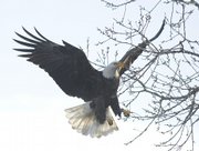 The Dec. 19, 2009, Christmas bird count found several species of birds in the Lawrence area, including bald eagles.