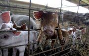 Antibiotics given to healthy animals to help them grow, such as these piglets in Frankenstein, Mo., are creating strains of drug-resistant infections, scientists say.