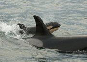 J47, a baby orca whale, swims alongside J35, its mother, Jan. 3 near Vashon Island, Wash., in Puget Sound in this photo released by Orcanetwork.org. A little over a year after researchers feared a drop in the region’s orca population meant disaster, the number of the endangered killer whales has bounced back with six new babies and no whales lost.