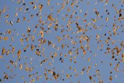 Monarch butterflies gather in Mexico during their winter migration in 2009. Monarch habitats are being threatened by development, logging and cold weather, and fewer monarchs are now in Mexico than ever before. Chip Taylor, director of KU's Monarch Watch, says that if current trends continue, the entire annual migration could be threatened.