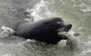 A California sea lion catches an endangered chinook salmon migrating up the Columbia River in this 2007 photo.