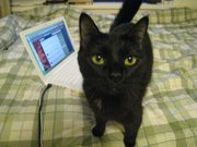 Koshka is frequently featured in tweets by her owner, Kansas University student Synthia Somerhalder, at @Isaidtomycat.