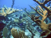 A healthy coral reef in St. Croix, U.S. Virgin Islands is shown in this undated photo provided by the U.S. National Oceanic and Atmospheric Administration. According to NOAA, some 27 percent of the world’s reefs are already gone. If current trends continue, the agency predicts another two-thirds will disappear by 2032. That’s nearly 70 percent of the world’s reefs gone in just the next 20 years.