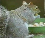 But I, with mournful tread, walk the deck my Captain lies, fallen cold and dead. And this squirrel is pretty mind blowing.