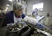 Lela Anderson fills cans with sardine steaks April 8 at Stinson sardine cannery in Gouldsboro, Maine. Anderson has worked at the cannery for 54 years. The cannery, the last of its kind in the U.S., will shut down this week.