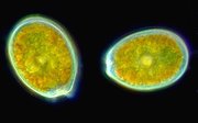 This undated image provided by the Census of Marine Life shows Prorocentrum, an unusual dinoflagellate with two large valves, often marked with pores that can be used in the identification of the species.