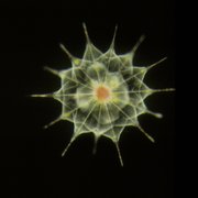 Acantharians, shown in this image provided by the Census of Marine Life, are one of the four types of large amoebae that occur in marine open waters. Their fragile skeletons are made of a single crystal of strontium sulfate that quickly dissolves in the ocean water after the cell dies. Scientists with the Census of Marine Life are trying to tally everything living in the oceans, including microbes so small they seem invisible. Read the complete story on page 10A.