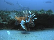 A lionfish swims at a depth of about 130 feet, roughly 55 miles off the coast of North Carolina, in this July 2006 file image. Conservationists and chefs are declaring open season on the invasive fish and serving it up.