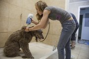 Phoebe undergoes a shampoo by Jessica Kincaid at Christal K-9. Phoebe’s owners, Paul and Katie Studebaker, says the dog likes her grooming visits.