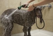 Phoebe gets shampooed by Jessica Kincaid at Christal K-9. Cedric and Liz Devin, owners of the grooming business, say warmer-weather months bring in a lot of canine clients.