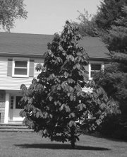 A pawpaw tree grows in Scarsdale, N.Y. Pawpaw has also been called the Hoosier banana, the Michigan banana, the whatever-state-it-grows-in banana. It is native throughout the East, as far west as Nebraska.