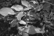 Juneberry fruits on a leafy branch are pictured at Saugerties, N.Y. Juneberries are native from coast to coast. Juneberry is commonly planted as an ornamental, primarily for its blossoms — white or reddish, and opening early in the season — and for its leaves, which turn vibrant shades of purple, orange and yellow in autumn.