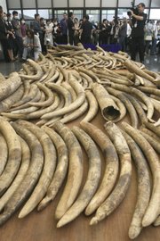 A pile of elephant tusks are placed on the ground Feb. 25 at an immigration office during a news conference in Bangkok.Thailand has seized two tons of tusks from Africa, hidden in pallets labeled as mobile phone parts in the country’s largest ivory seizure.