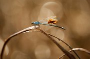 A dragonfly tries to clean itself Tuesday as it is stuck to marsh grass covered in oil from the Deepwater Horizon oil spill in Garden Island Bay on the Gulf Coast of Louisiana near Venice.