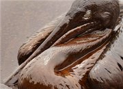 A brown pelican is mired in heavy oil on the beach at East Grand Terre Island along the Louisiana coast on Thursday. Oil from the Deepwater Horizon has affected wildlife throughout the Gulf of Mexico.