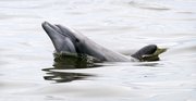A dolphin swims in the Barataria Bay near oil from the Deepwater Horizon spill Wednesday near Grand Isle, La.