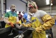 Natalie Floyd, right, and Alyssa Auer rinse off a brown pelican after it was washed Friday at the Fort Jackson Bird Rehabilitation Center in Buras, La. The bird was rescued after being covered in oil from the Deepwater Horizon oil spill.