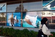 A Moroccan woman passes by posters outside the venue for the International Whaling Commission meeting, which begins today in Agadir, Morocco.