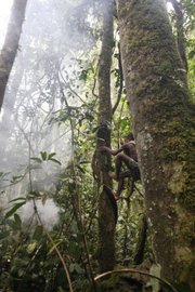 Oskar Biteye, an Mbuti pygmy boy, climbs a tree along with other Mbuti men to retrieve honey, a prized delicacy, from a bees’ nest more than 150 feet up March 21 in the Okapi Wildlife Reserve outside the town of Epulu, Congo. Smoking leaves, bundled with a burning ember, are pulled up on an adjacent vine, will be used to subdue the bees before reaching in to remove the honeycombs.