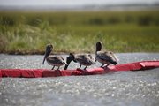 Pelicans sitting on an oil boom Saturday drink water from a marsh that is affected by oil from the Deepwater Horizon spill near Point Lydia in the southeast corner of Biloxi Bay on the coast of St. Bernard Parish, La.