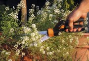 Sweet alyssum are pruned with hand shears in New Paltz, N.Y. Flowers are the ephemerals of the garden. They vanish without a trace at the end of each season, so you would hardly think them worth pruning during their brief stay. Yet pruning can help make more flowers, make the plants bushier or increase the size of individual flowers.