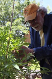 Len Goodman inspects his marijuana plants Thursday near Santa Fe, N.M. He is one of just 11 growers approved by New Mexico to produce pot for all of the state’s 2,000 registered medical marijuana patients, and his customers routinely exhaust his supply.