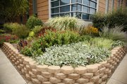 The garden near the north entrance to the Community Health Facility, 200 Maine, with a variety of perennials that gives it color all year round.