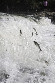 In this submitted photo from Pete Haack, asian carp jump from a stream near the Clinton Lake outlet park.
