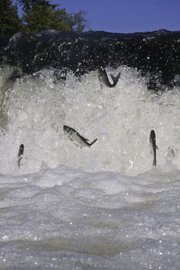 In this submitted photo from Pete Haack, asian carp jump from a stream near the Clinton Lake outlet park.
