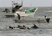 Fishermen drive bottle-nose dolphins into a net during their annual hunt Thursday off Taiji, Wakayama Prefecture, Japan. The Japanese government allows a hunt of about 20,000 dolphins a year, and argues that killing them, and also whales, is no different from raising cows or pigs for slaughter.