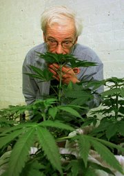 Denis Peron, founder of the Cannabis Cultivators Club, smells a northern lights marijuana plant in the club’s growing room in San Francisco in this Jan. 14, 1997, file photo. Some medical marijuana supporters, including Peron, have said Proposition 19, the ballot measure to legalize pot, could undermine the credibility of the drug as a medical treatment.