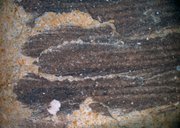 This undated handout photo provided by the journal Science shows fossil body feathers of Inkayacu paracasensis. Researchers unearthed remains of a nearly 5-foot-tall penguin that roamed what is now Peru 36 million years ago — along with fossilized feathers that show back then, the flightless bird was a more motley mix of reddish-brown and grey.