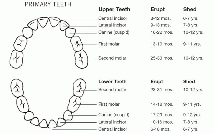 Baby Teeth Timeline