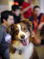 Sully, 5, an Australian Shepherd from Sturbridge, Mass., visits students Tuesday on the Tufts University Campus in Medford, Mass. Sully and three other dogs visited the campus in an effort to help students reduce their stress during final exam period.